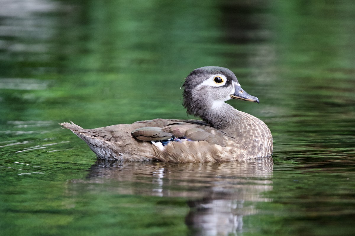 Wood Duck - ML638456571