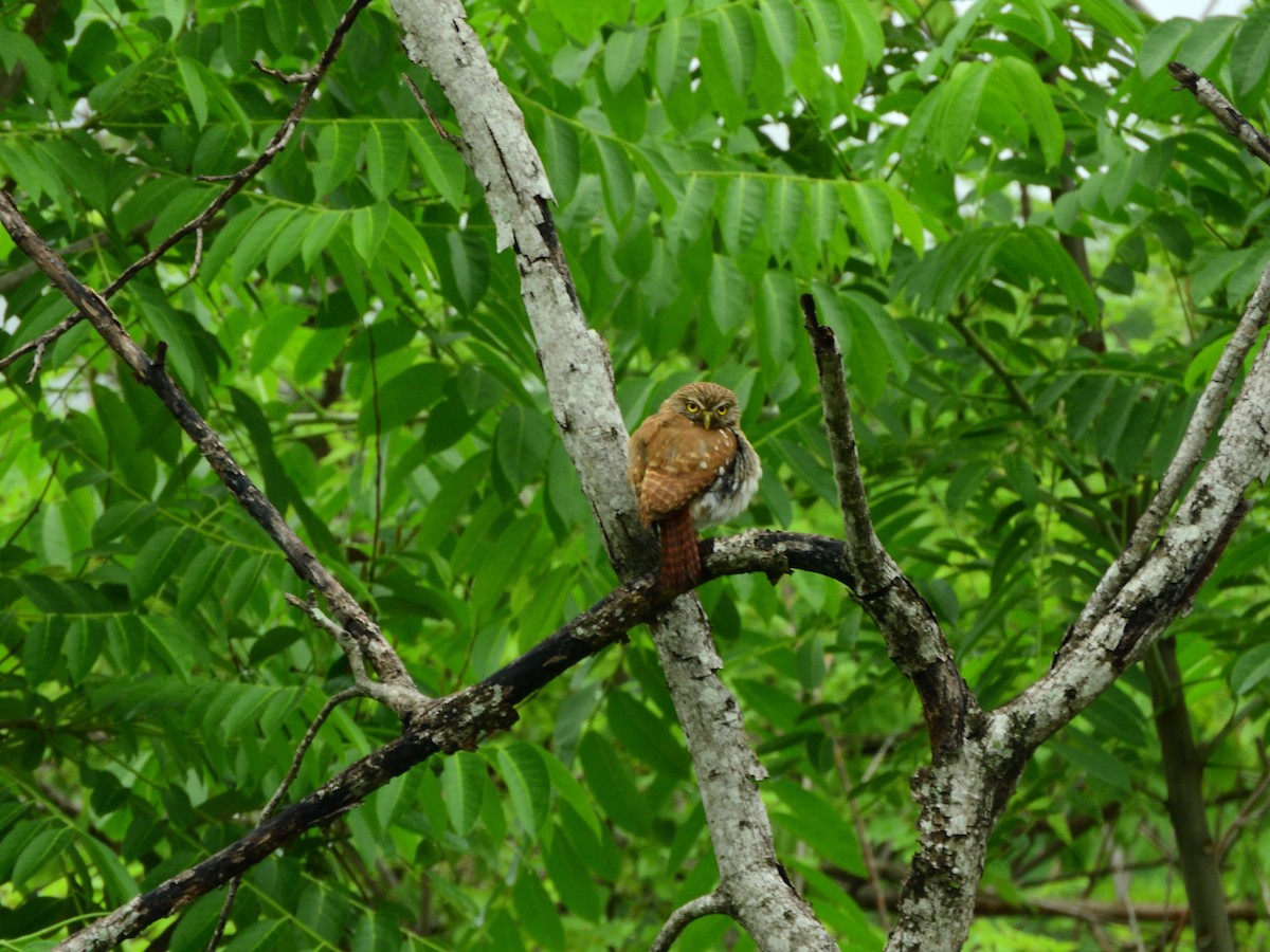 Ferruginous Pygmy-Owl - ML638456572