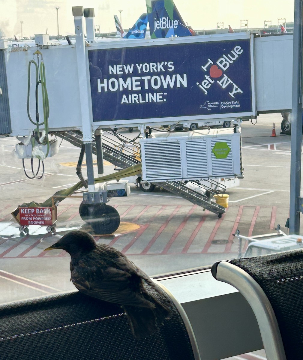 European Starling - ML638456586