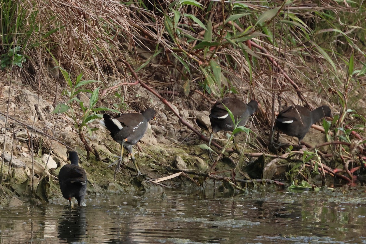 Dusky Moorhen - ML638456618