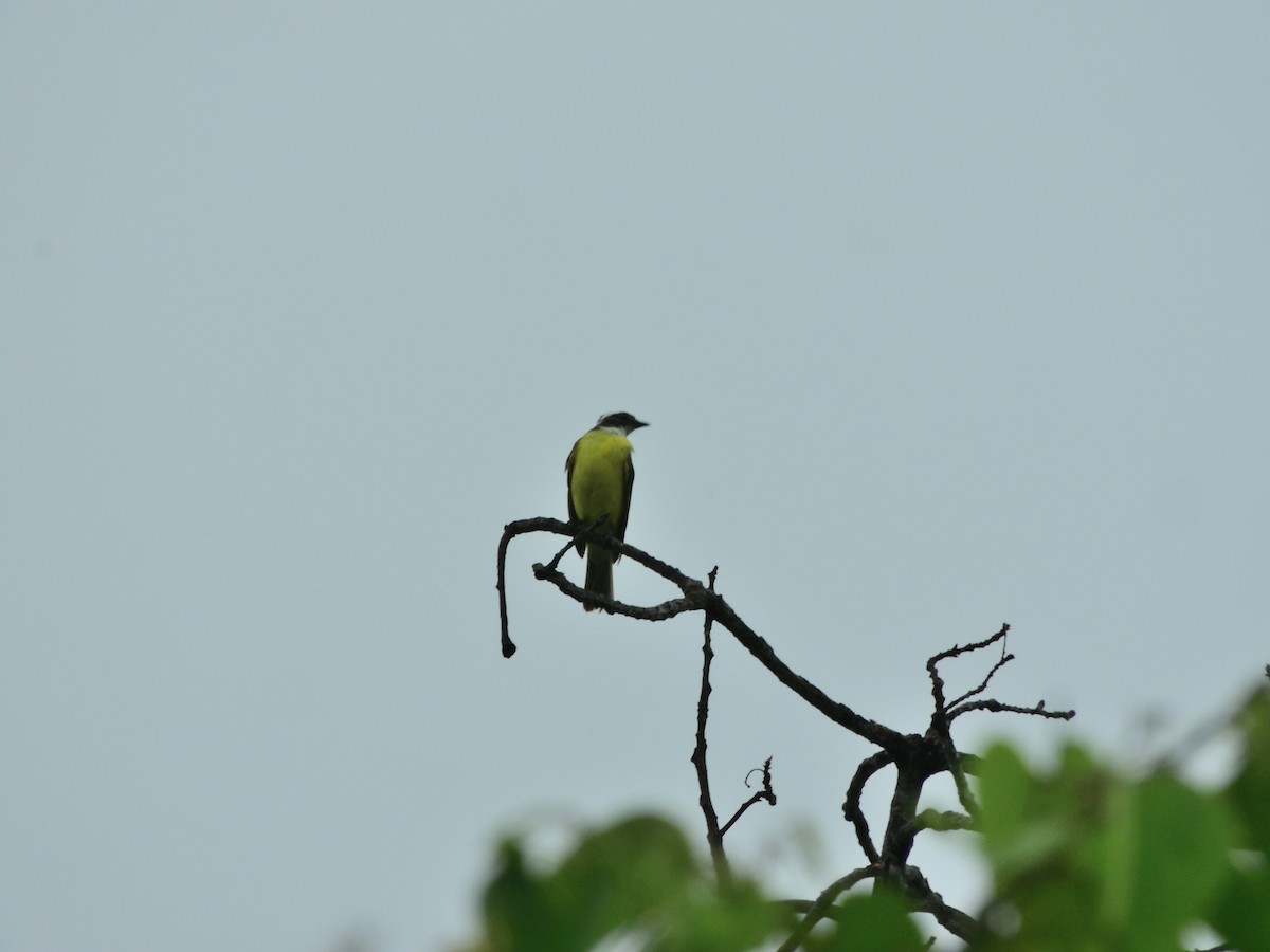 Social Flycatcher - ML638456620