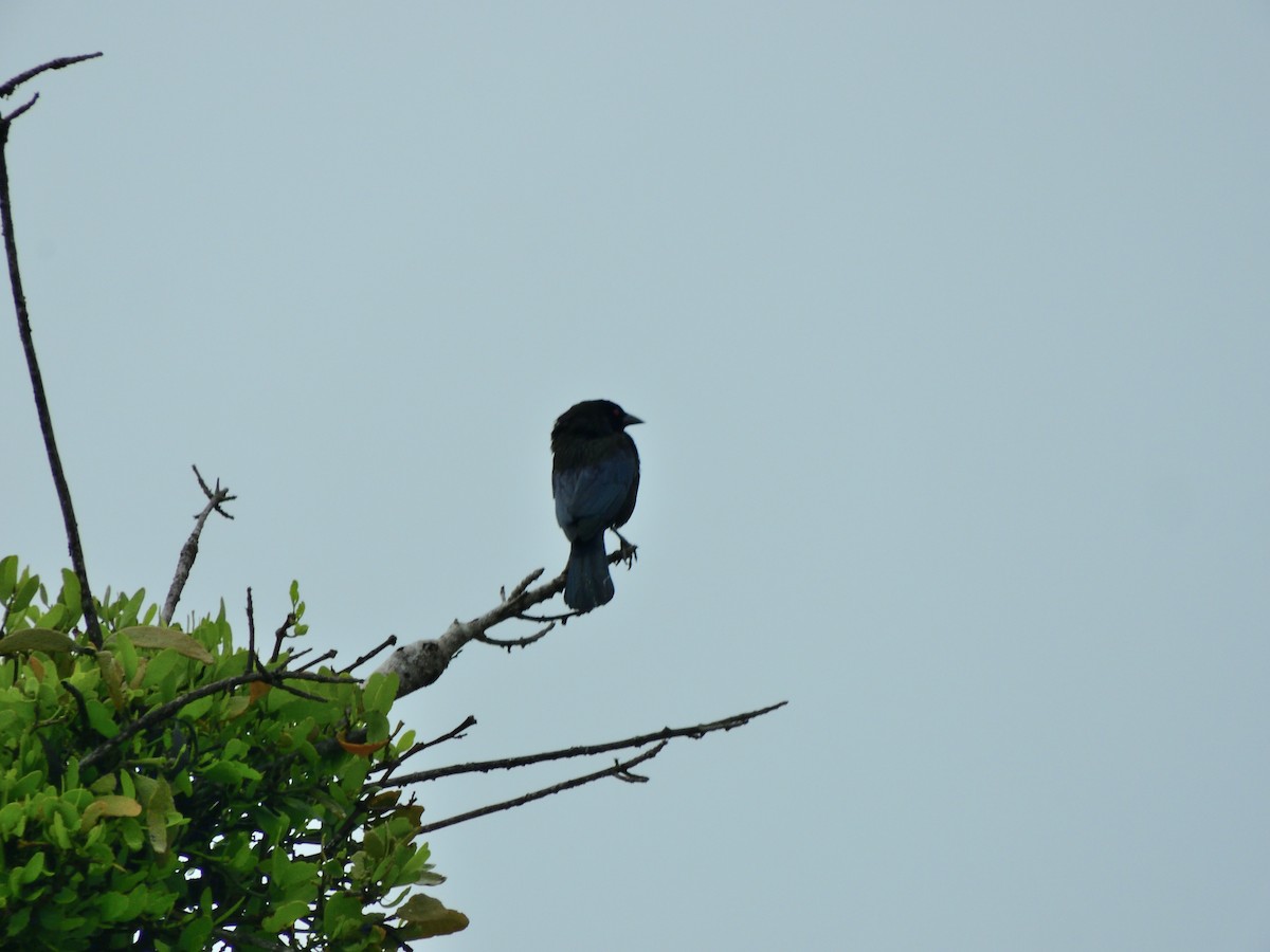Bronzed Cowbird - ML638456635