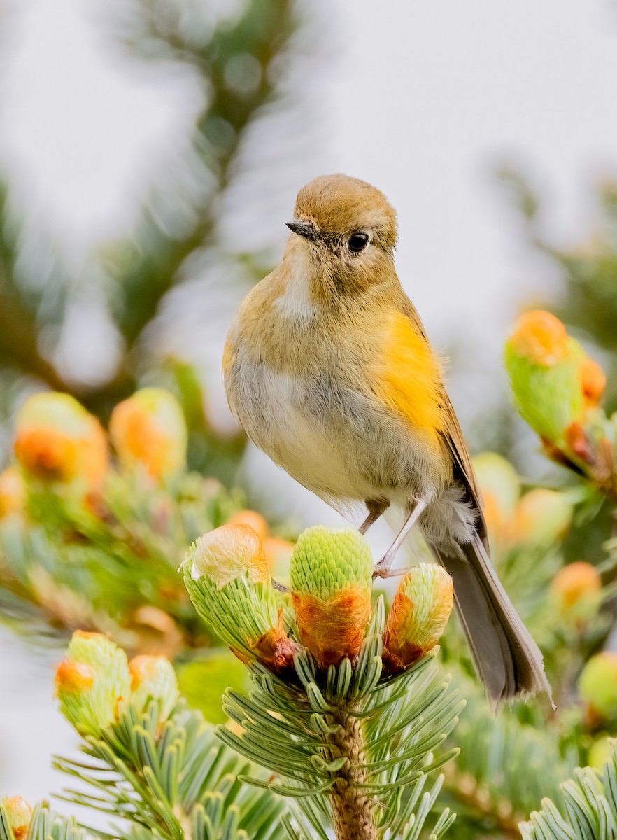 Himalayan Bluetail - ML638456639