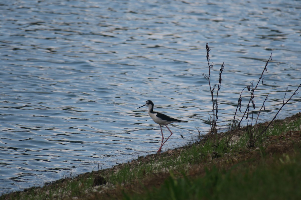 Black-necked Stilt - ML638456643