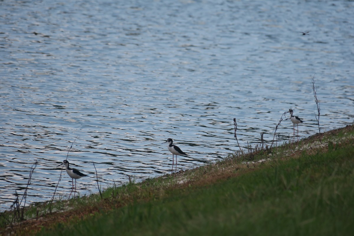 Black-necked Stilt - ML638456644