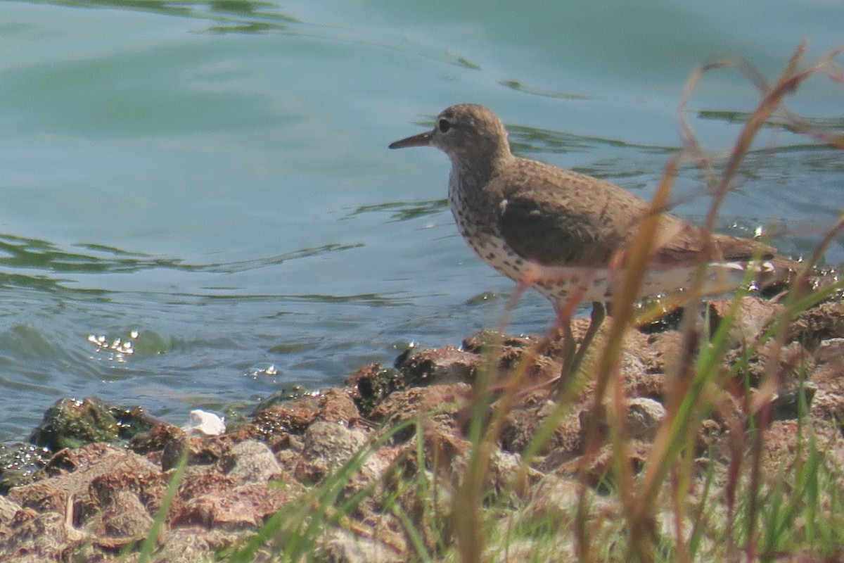 Spotted Sandpiper - ML638456655