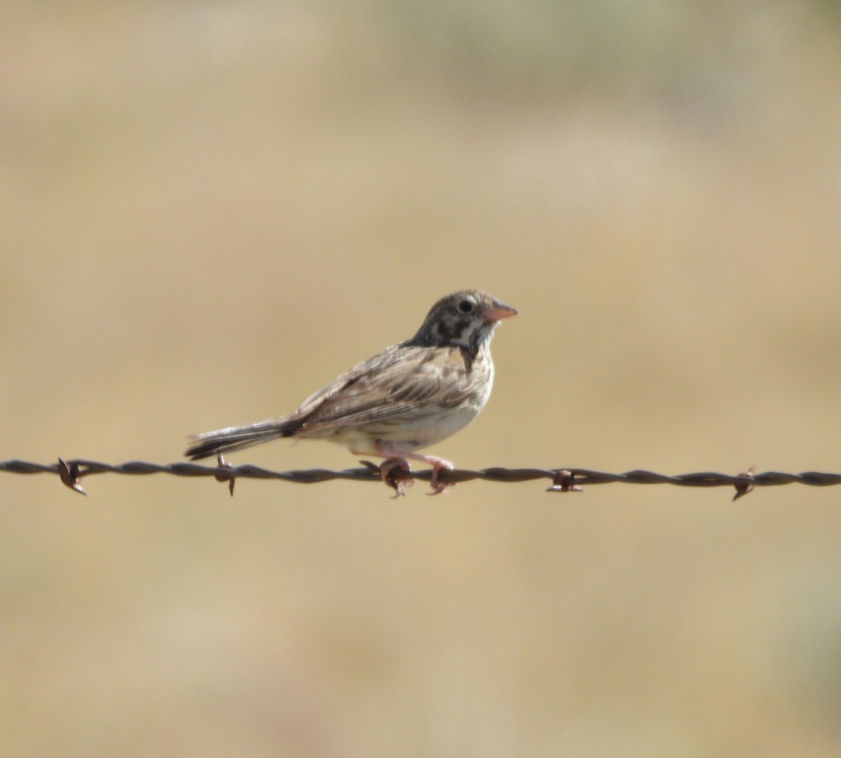 Vesper Sparrow - ML638456656