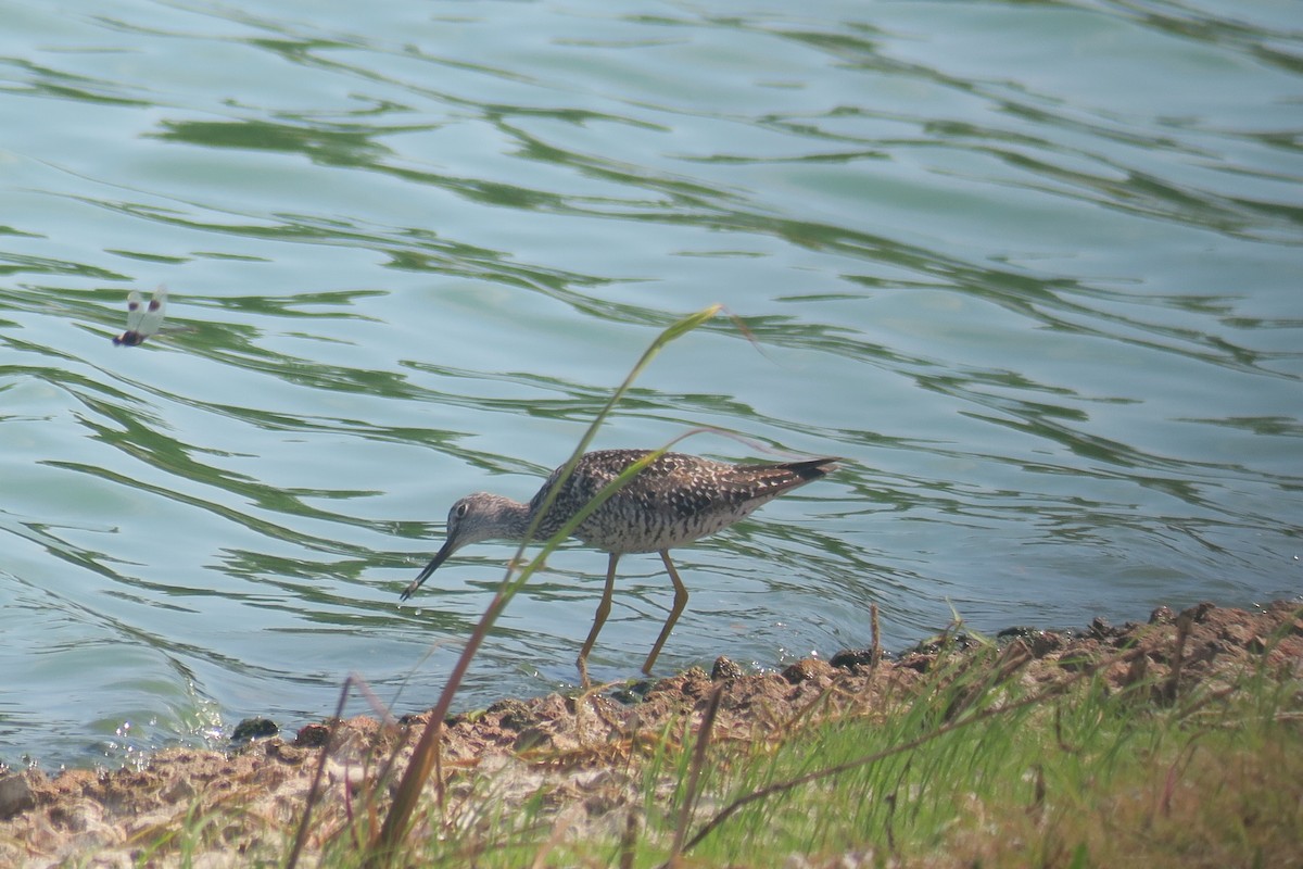 Greater Yellowlegs - ML638456681