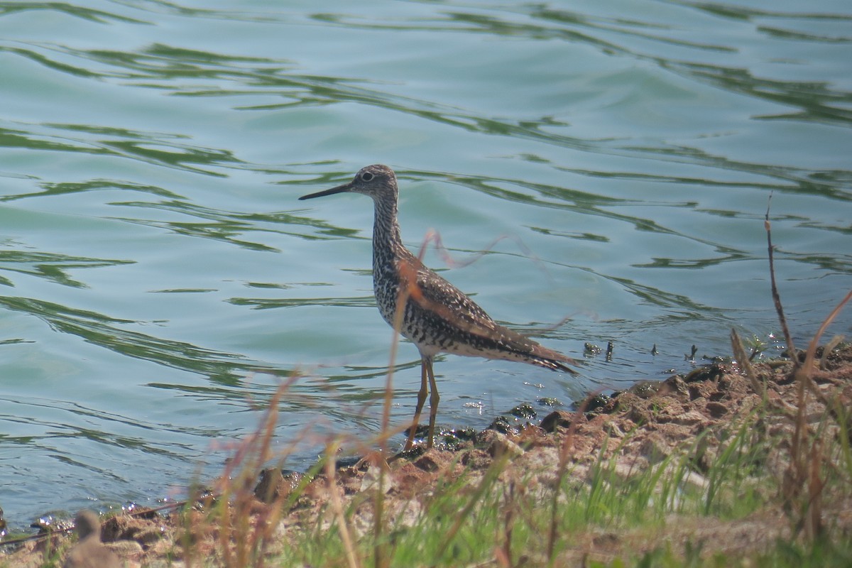 Greater Yellowlegs - ML638456682