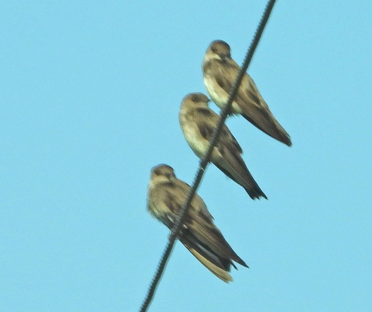 Hirondelle à ailes hérissées - ML638456699