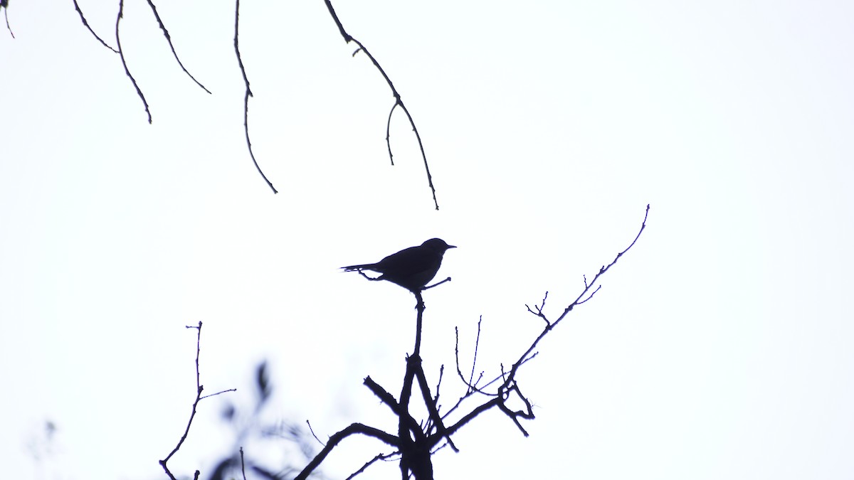 White-throated Thrush - ML638456708