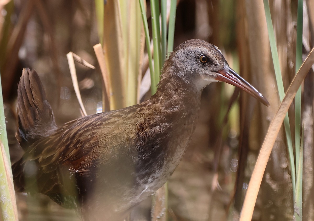Virginia Rail - ML638456817
