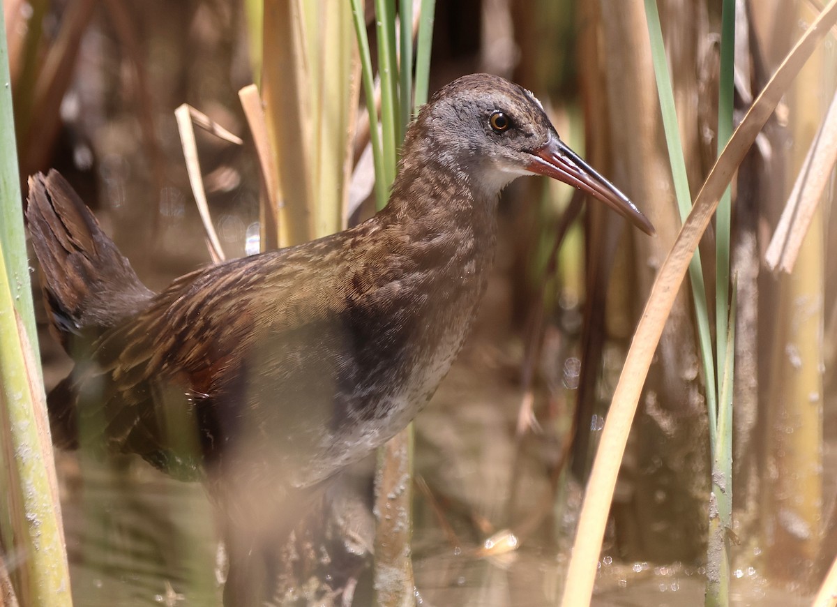 Virginia Rail - ML638456824