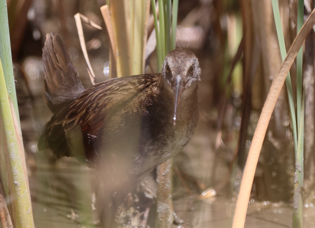 Virginia Rail - ML638456840