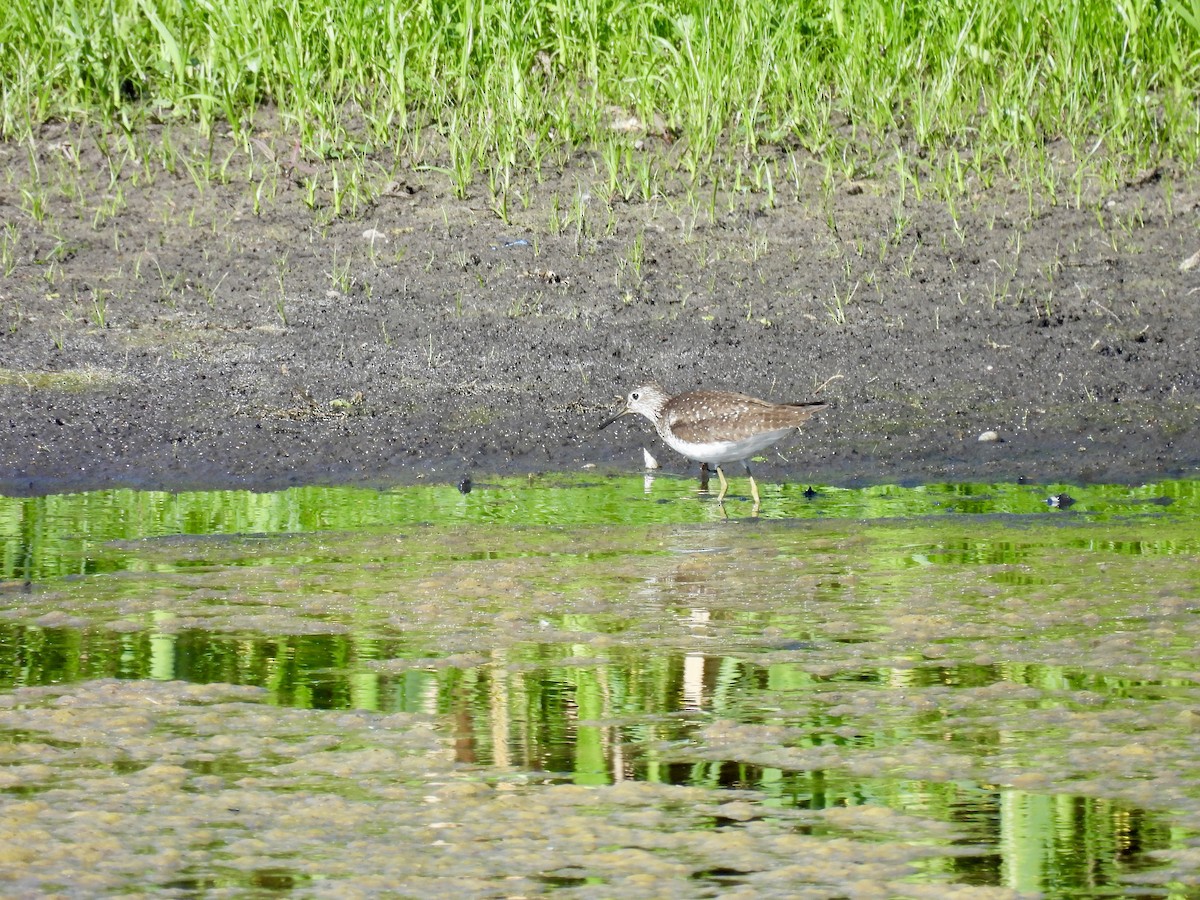 eremittsnipe - ML638456845