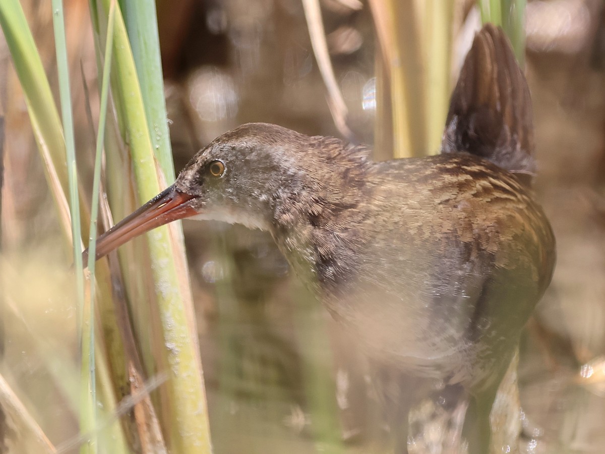 Virginia Rail - ML638456846