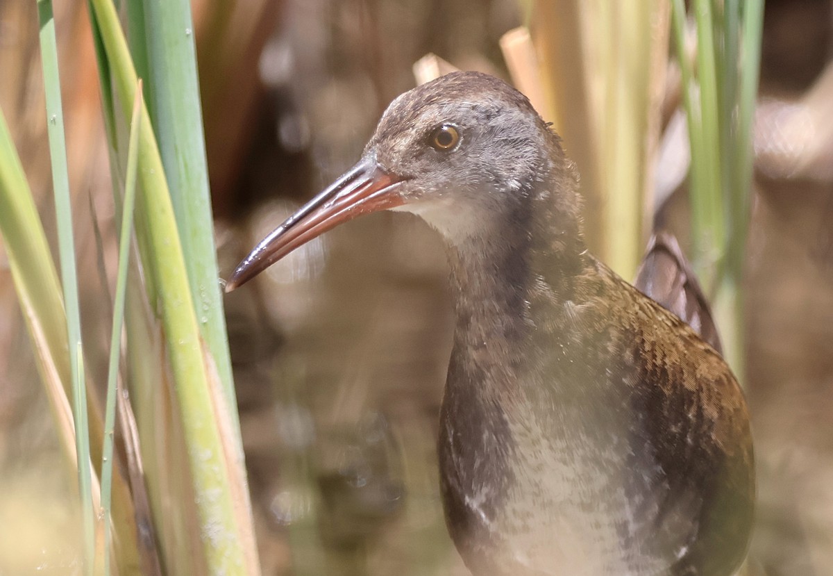 Virginia Rail - ML638456856