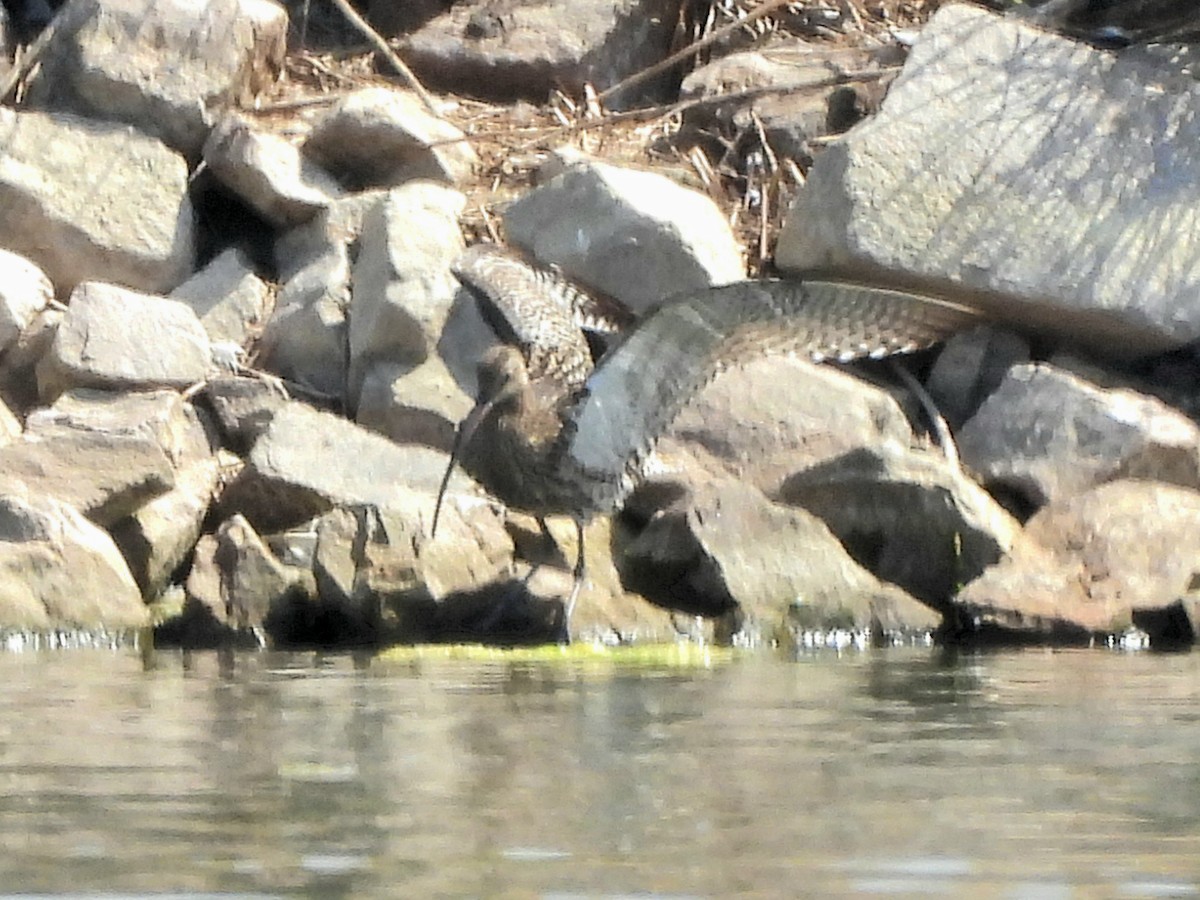 Eurasian Curlew - ML638456869