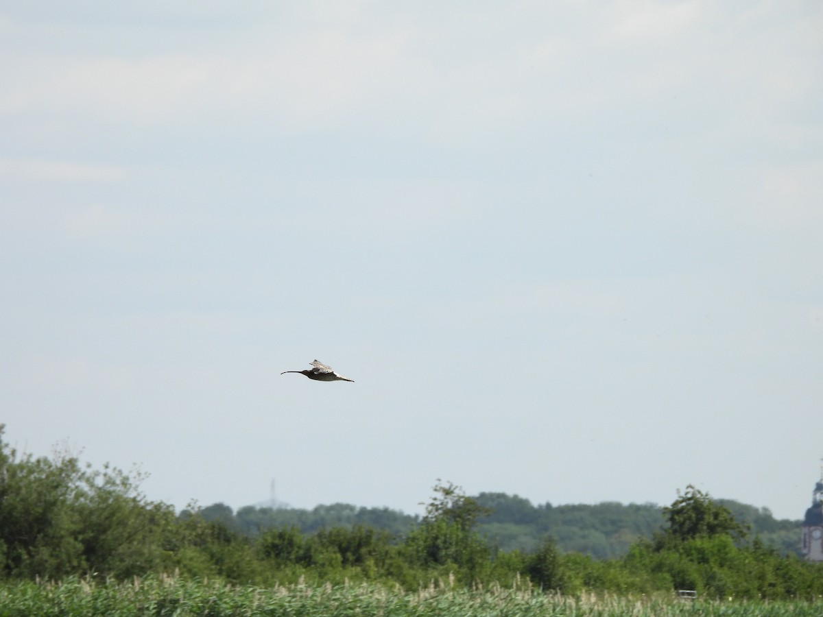 Eurasian Curlew - ML638456871