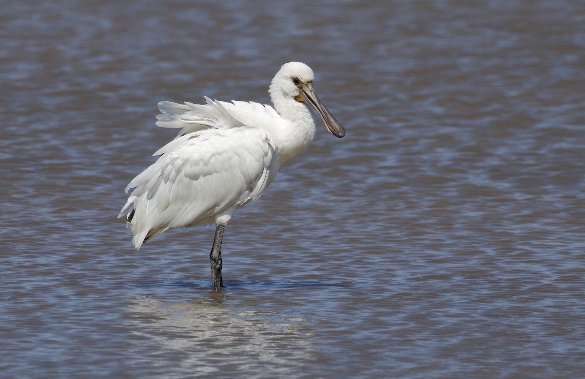 Eurasian Spoonbill - ML638456872