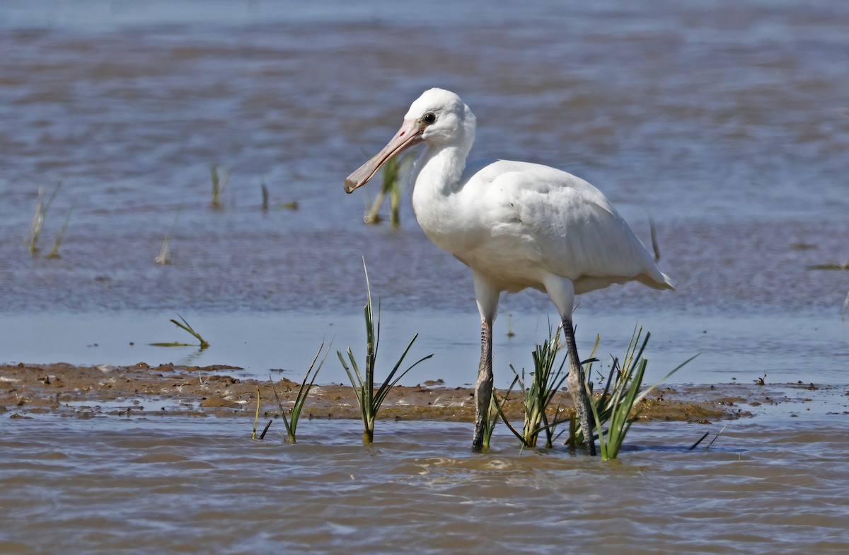 Eurasian Spoonbill - ML638456873