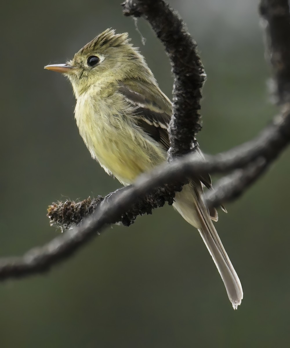 Western Flycatcher (Cordilleran) - ML638456905