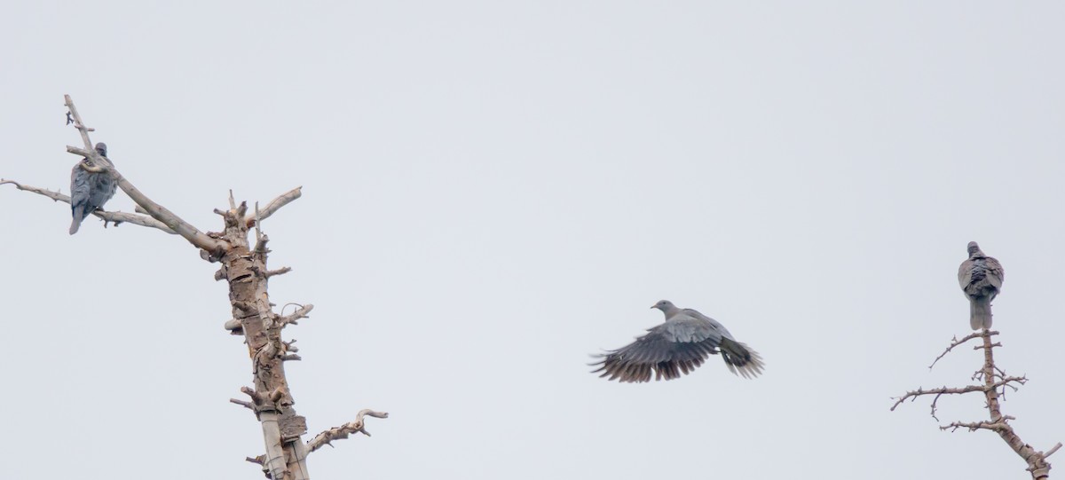 Band-tailed Pigeon - ML638456991