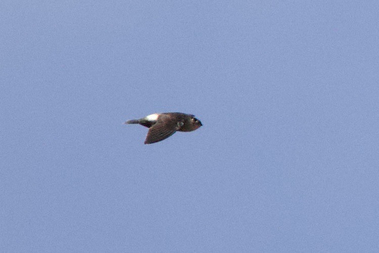 Band-rumped Swift - ML638457027