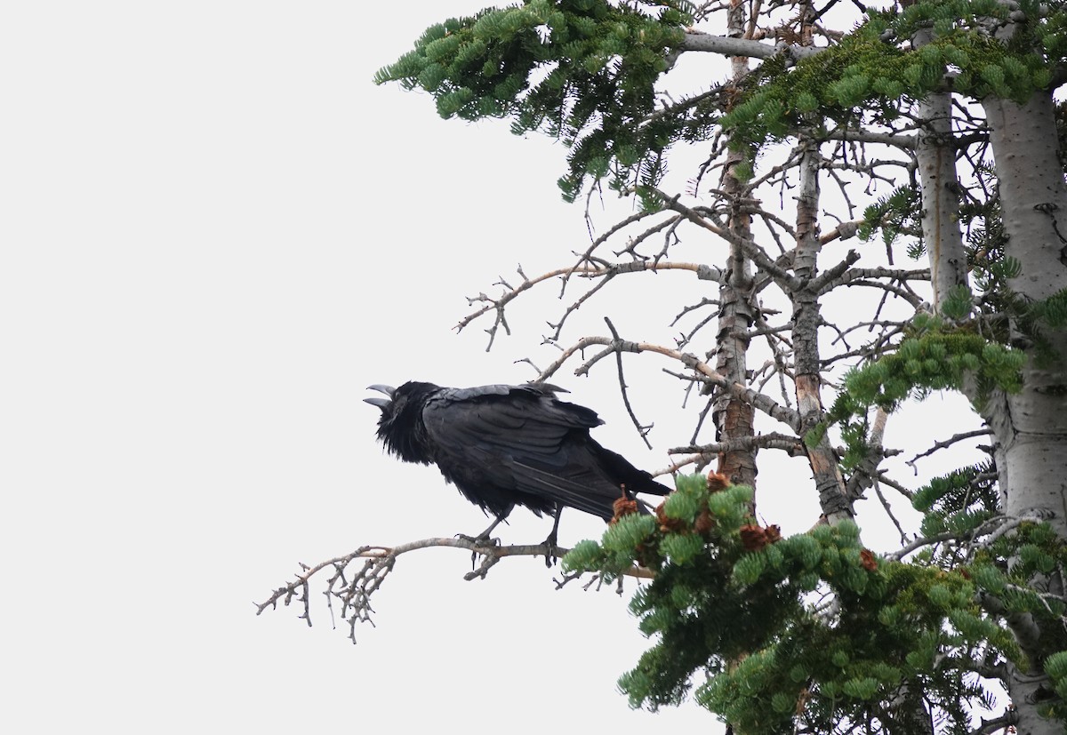 Common Raven - ML638457034