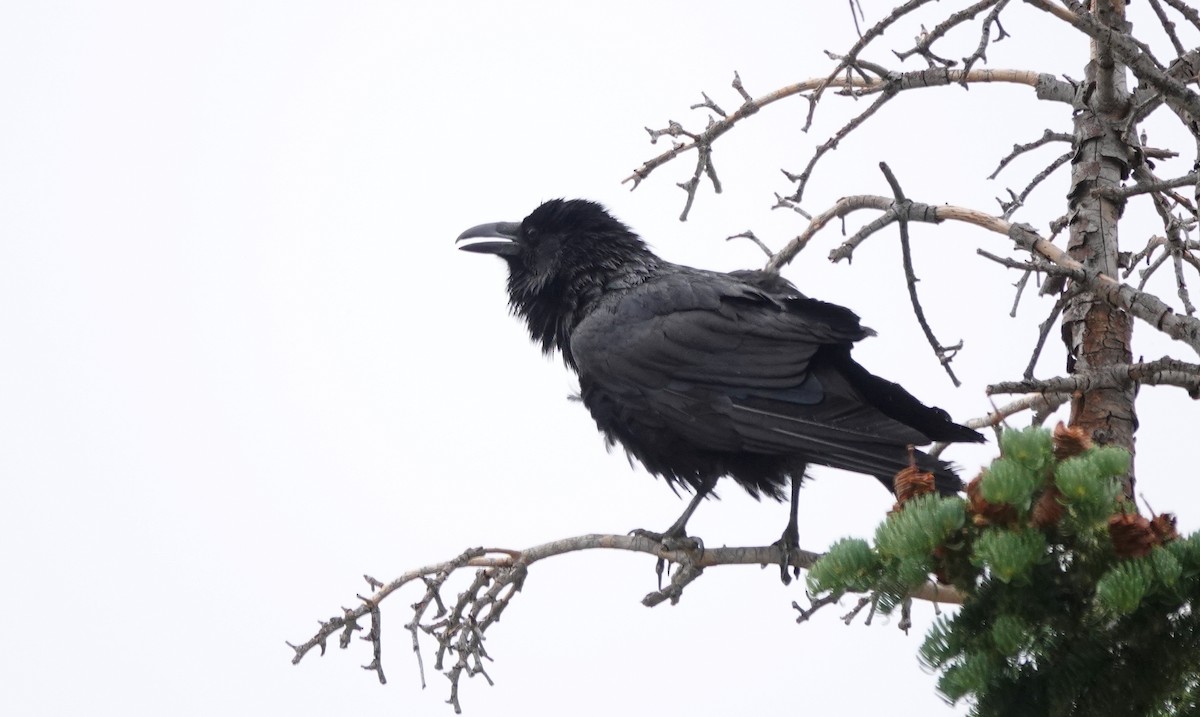 Common Raven - ML638457043