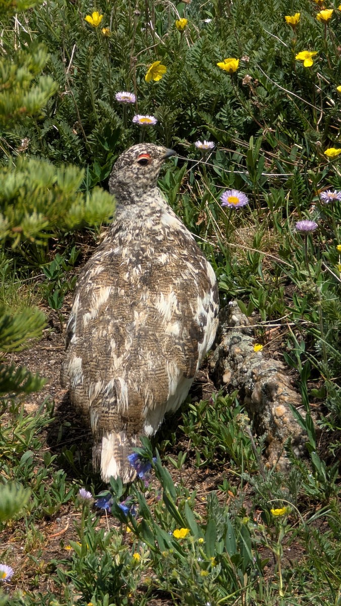 White-tailed Ptarmigan - ML638457049