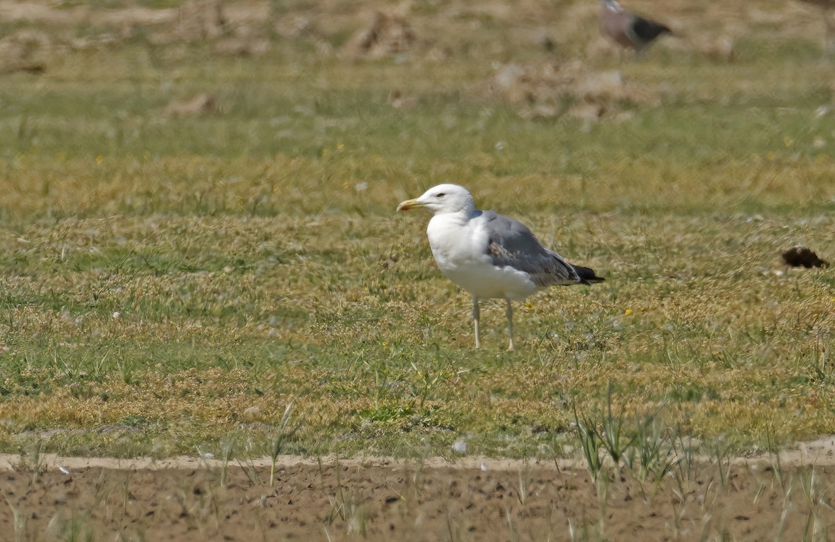 Yellow-legged Gull (michahellis) - ML638457063