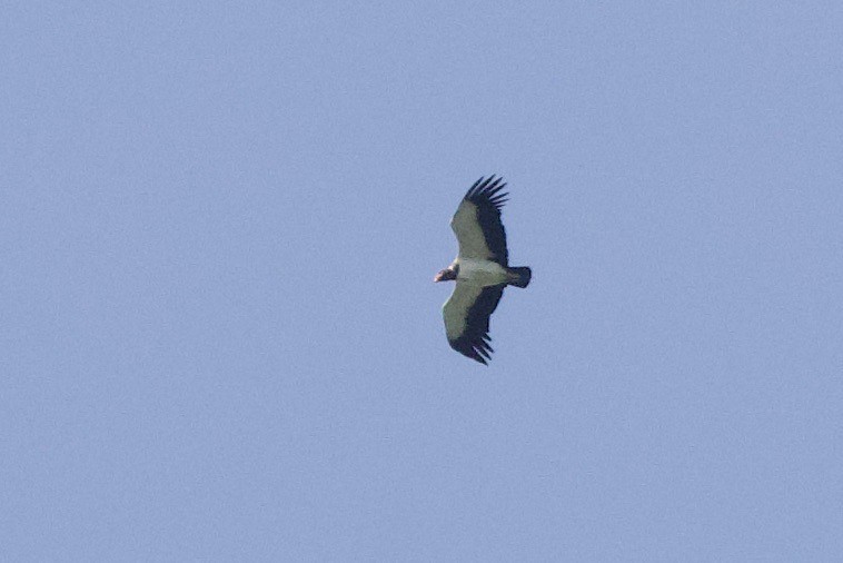 King Vulture - ML638457073