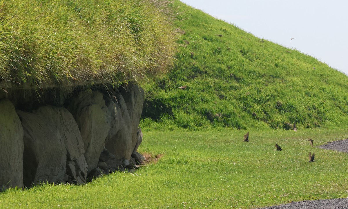 Эргийн хараацай - ML638457083