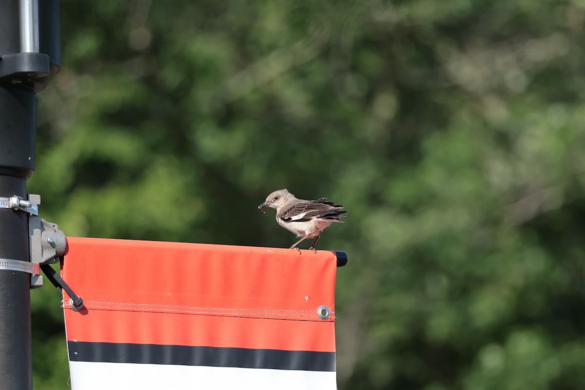 Northern Mockingbird - ML638457097