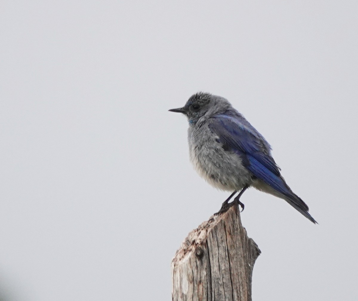 Mountain Bluebird - ML638457107