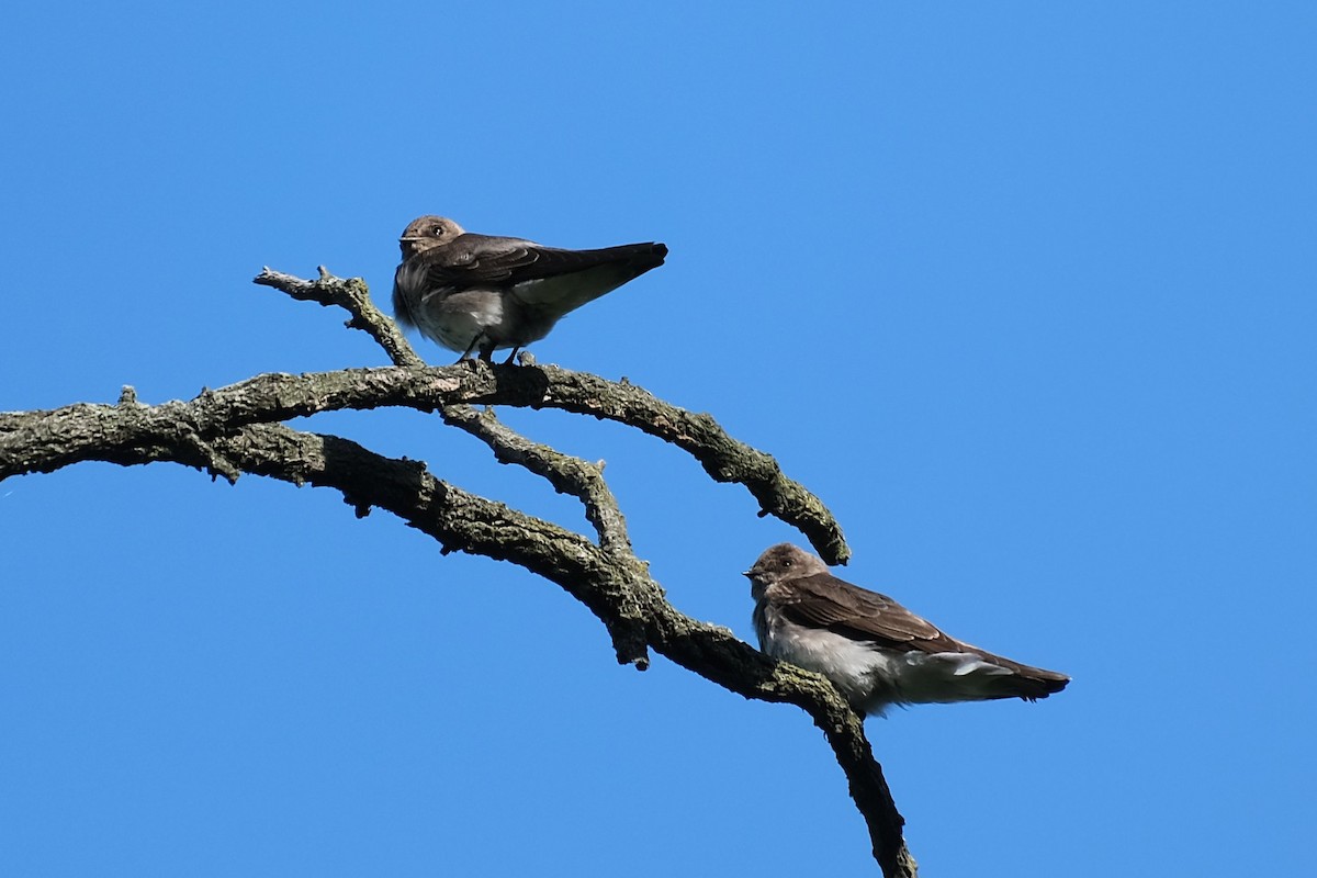 Northern Rough-winged Swallow - ML638457142