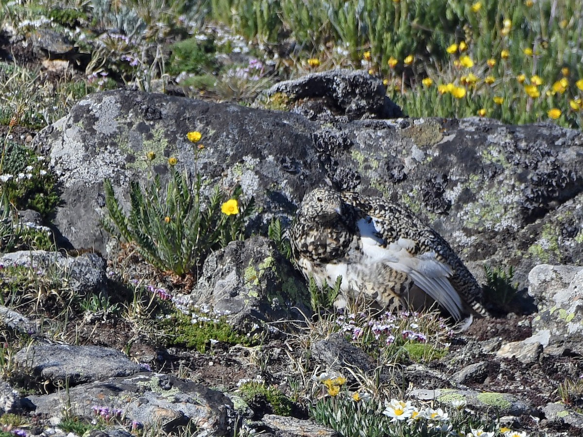White-tailed Ptarmigan - ML638457148