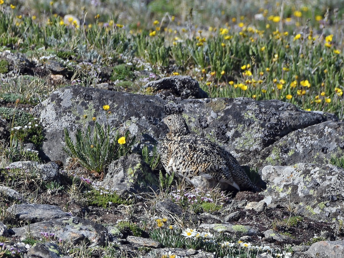 White-tailed Ptarmigan - ML638457149