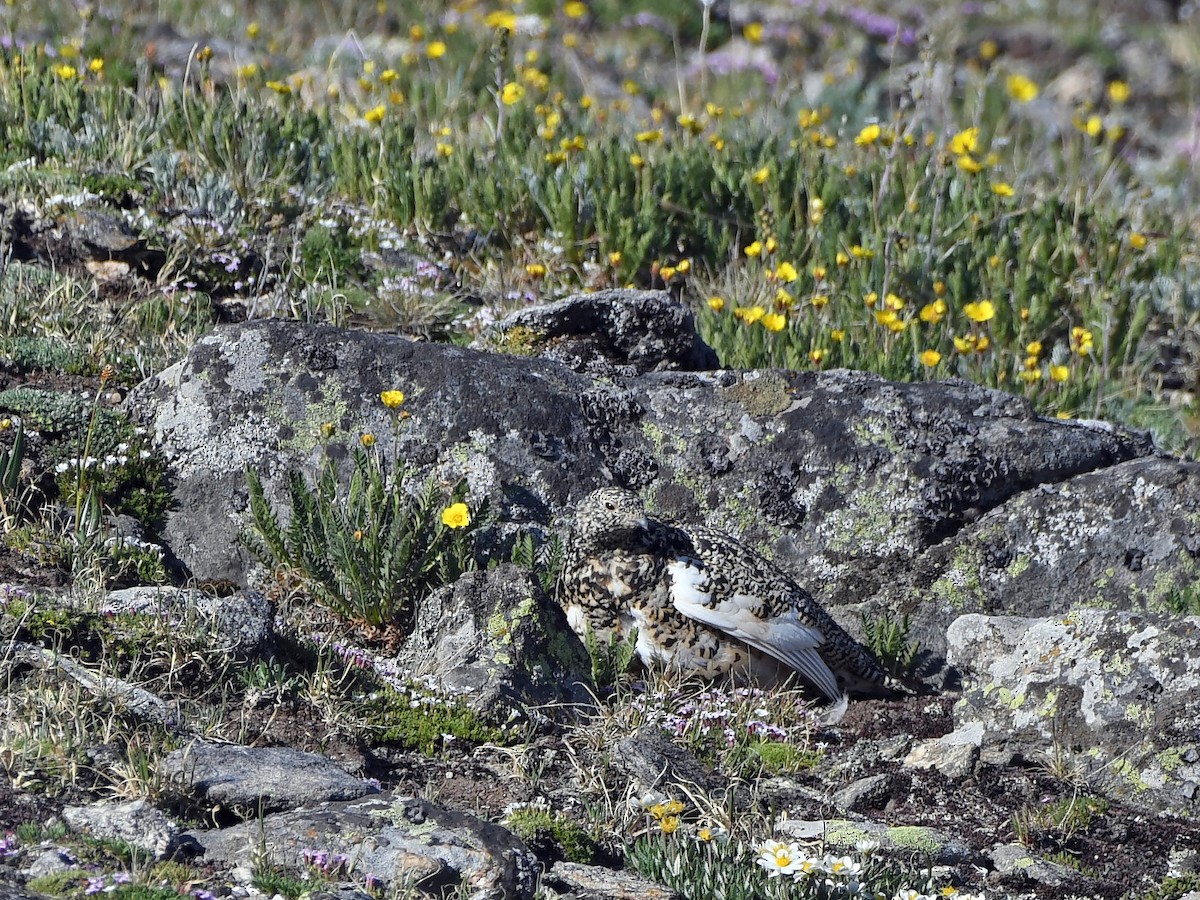 White-tailed Ptarmigan - ML638457150