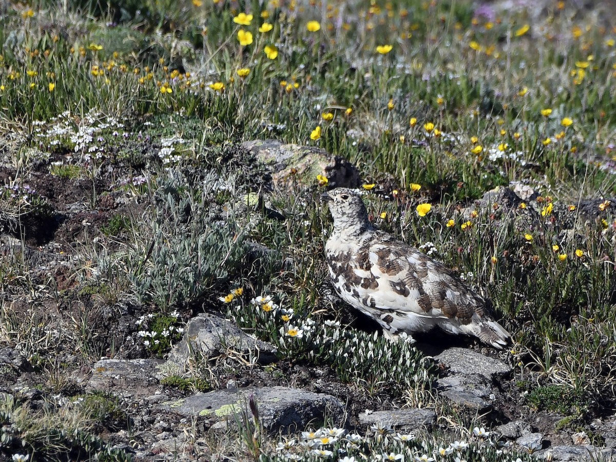 White-tailed Ptarmigan - ML638457152