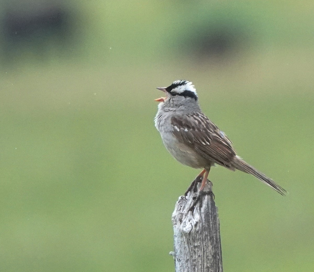 White-crowned Sparrow - ML638457154