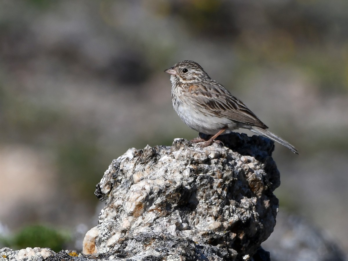 Vesper Sparrow - ML638457183