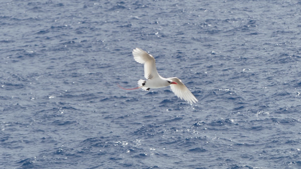 Phaéton à brins rouges - ML638457185