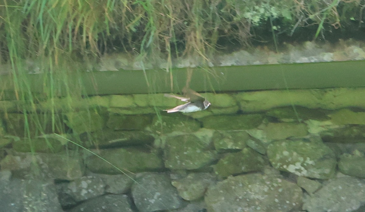 Эргийн хараацай - ML638457209