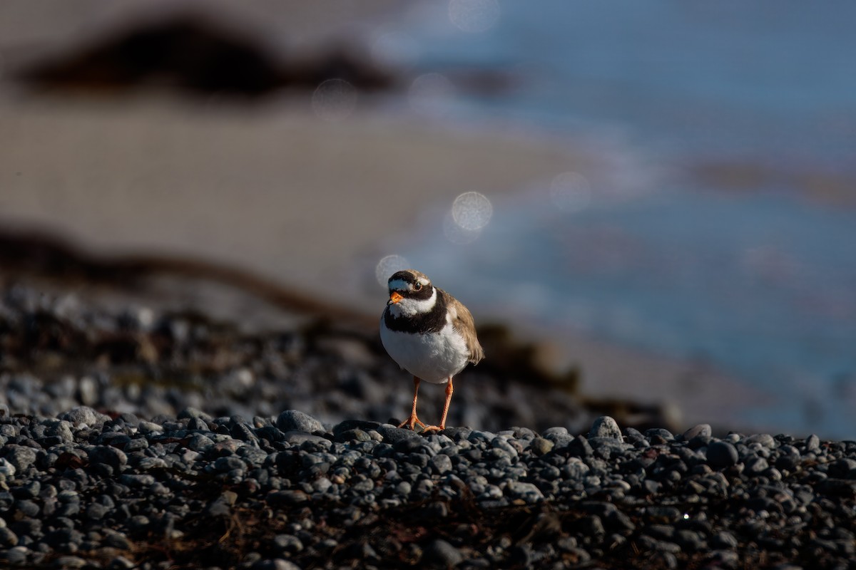 Common Ringed Plover - ML638457210