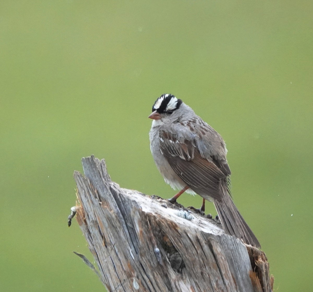 White-crowned Sparrow - ML638457228