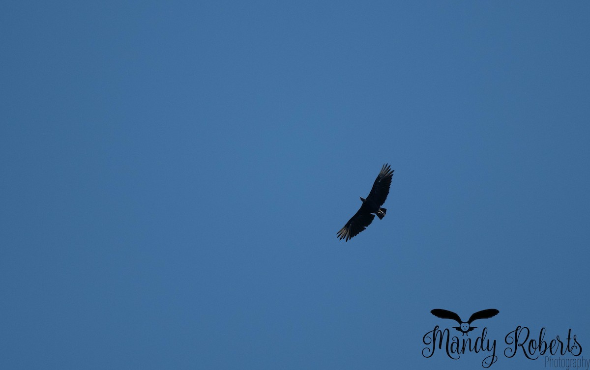 Black Vulture - ML638457252
