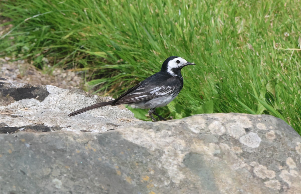 Хөх цэгцгий - ML638457254