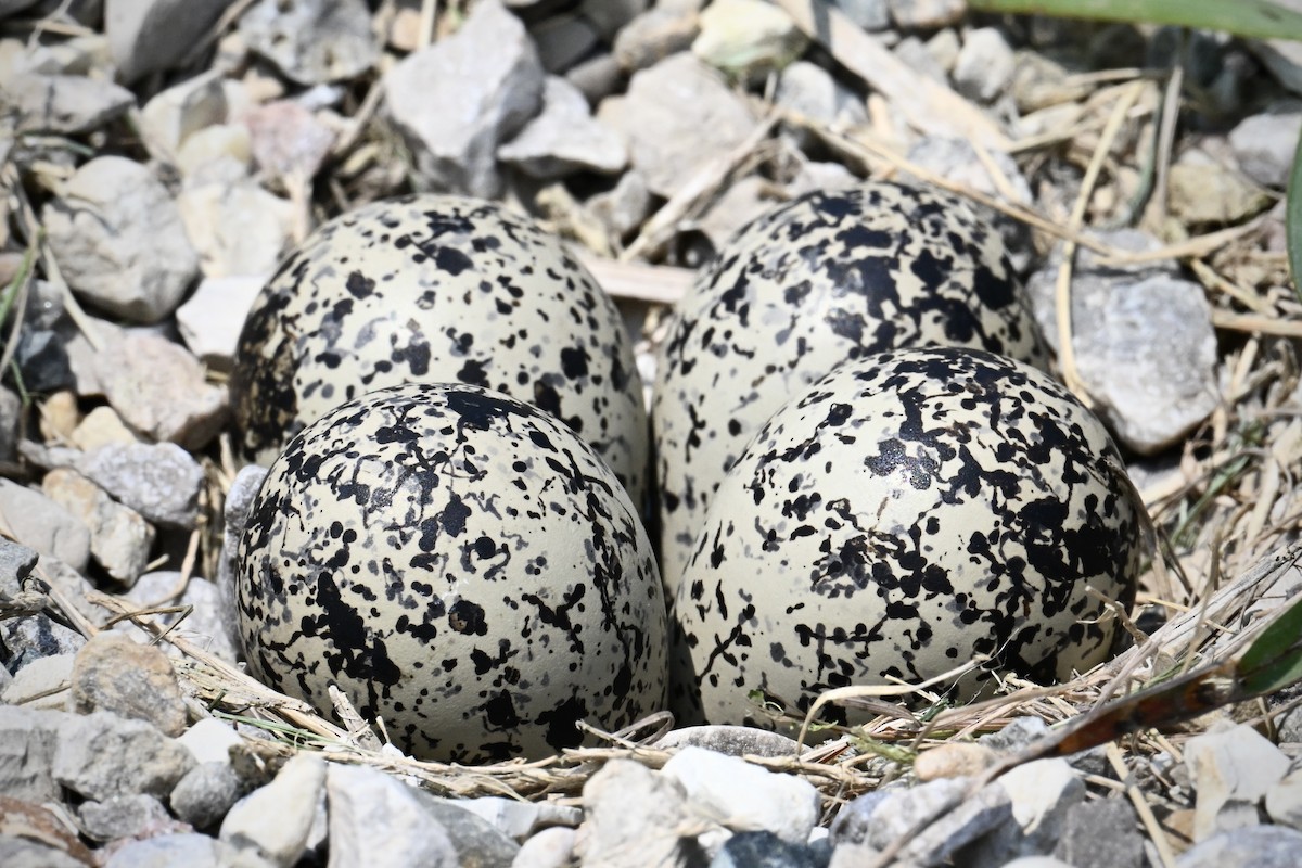 Killdeer - ML638457259
